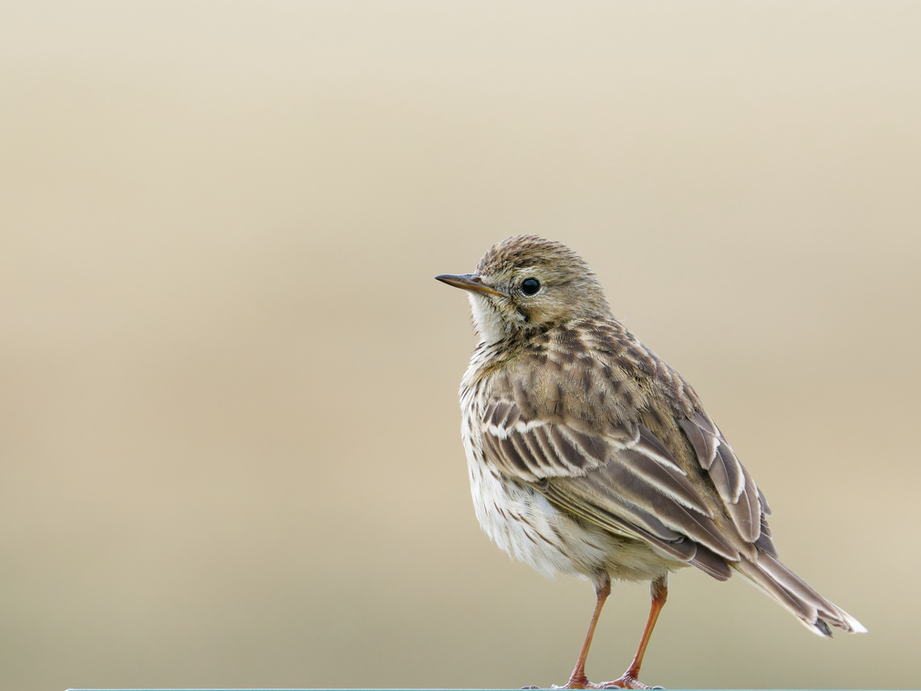 Photo of Meadow Pipit